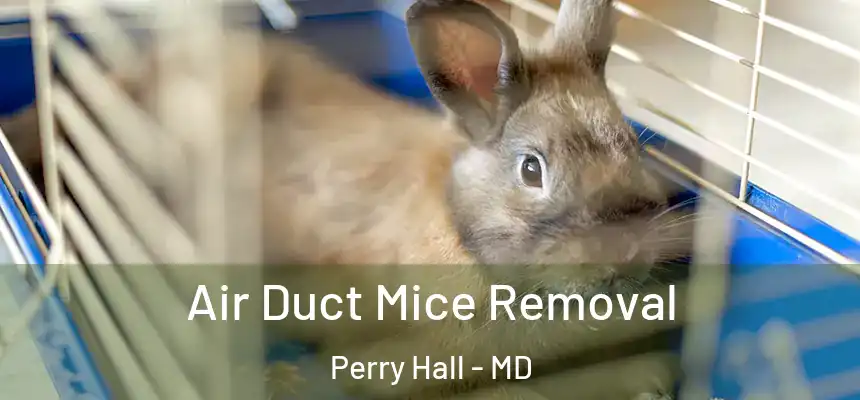  Air Duct Mice Removal Perry Hall - MD